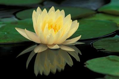 Hybrid Water Lily
