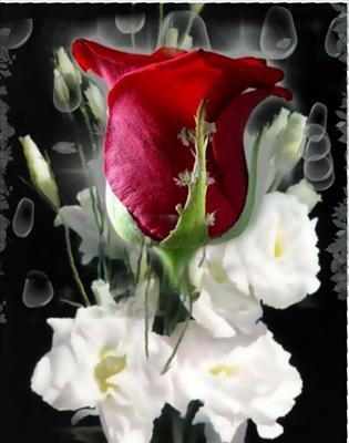 rose