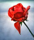 A rose 