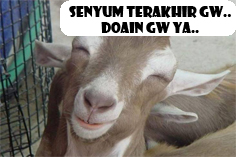 kambing pasrah