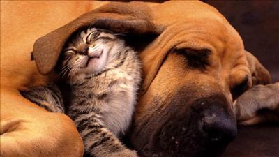 Pussy and Dogi