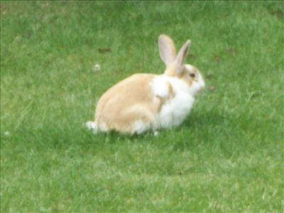 A rabbit