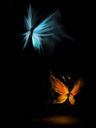 butterflies