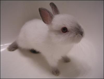 Bunny