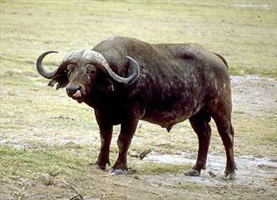 Manda