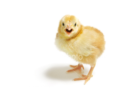 Chick