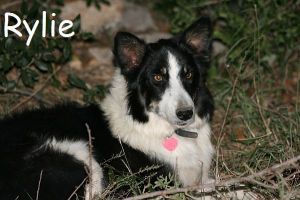 Rylie