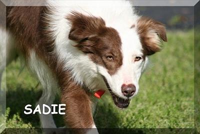 Sadie