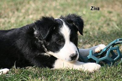 Ziva