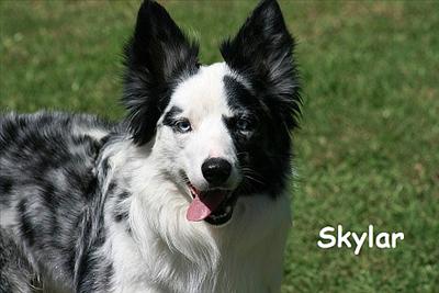 Skylar