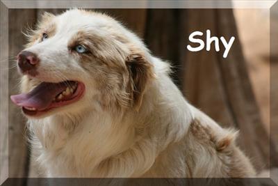 Shy