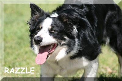 Razzle