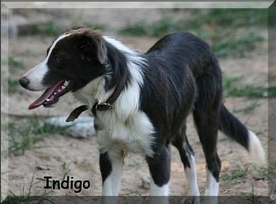 Indigo