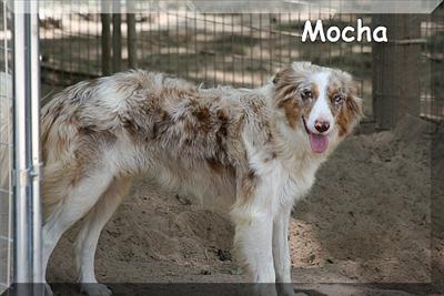 Mocha