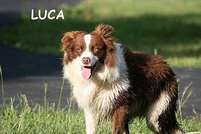 Luca
