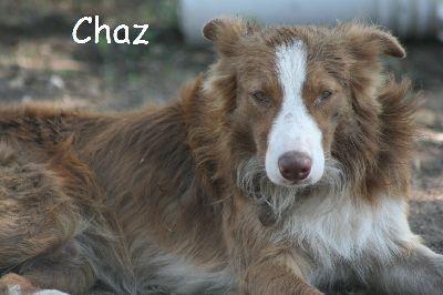 Chaz
