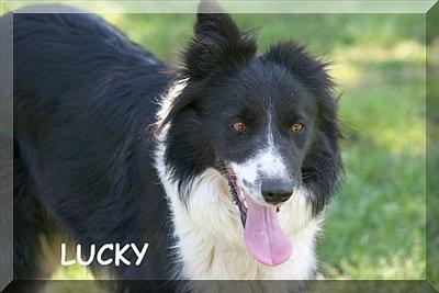Lucky