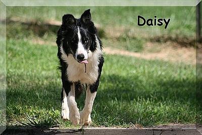 Daisy