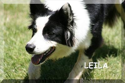 Leila
