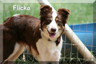 Flicka