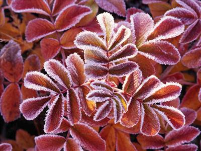 Winter Flowers