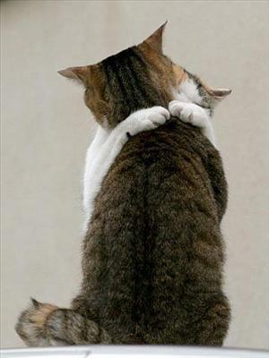 Un chaton 