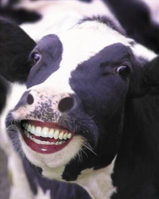 This Cow