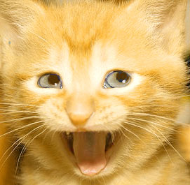 Awesome Cat