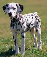 Dalmation
