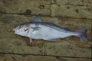 Haddock