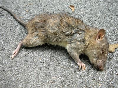 Dead Rat