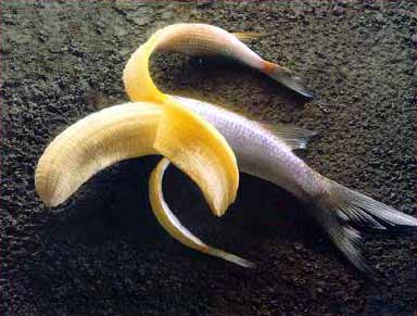 Bananafish