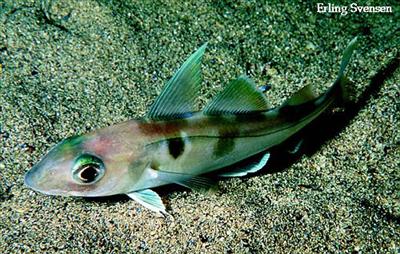 Ein Schellfisch