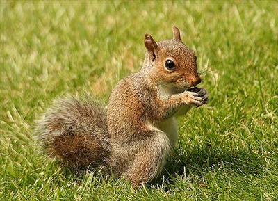 Squirrel