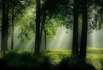 Sunlight
