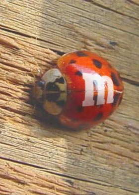 m&m bug