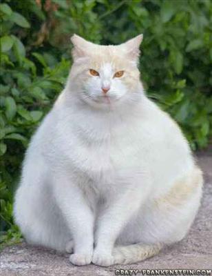 Fat Cat