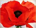 Poppy