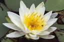 Water Lilies