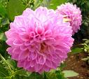 Dahlia