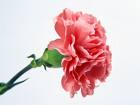 Carnation