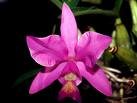 Orchid