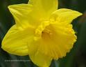 Daffodil 