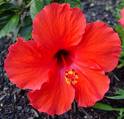 Hibiscus