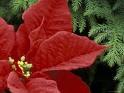 Poinsettia