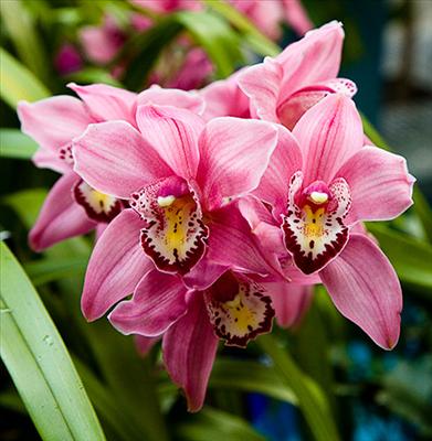 Orchids