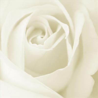 White Rose