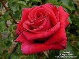 red rose