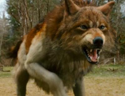 Werewolf (jacob)
