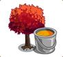 Red maple tree